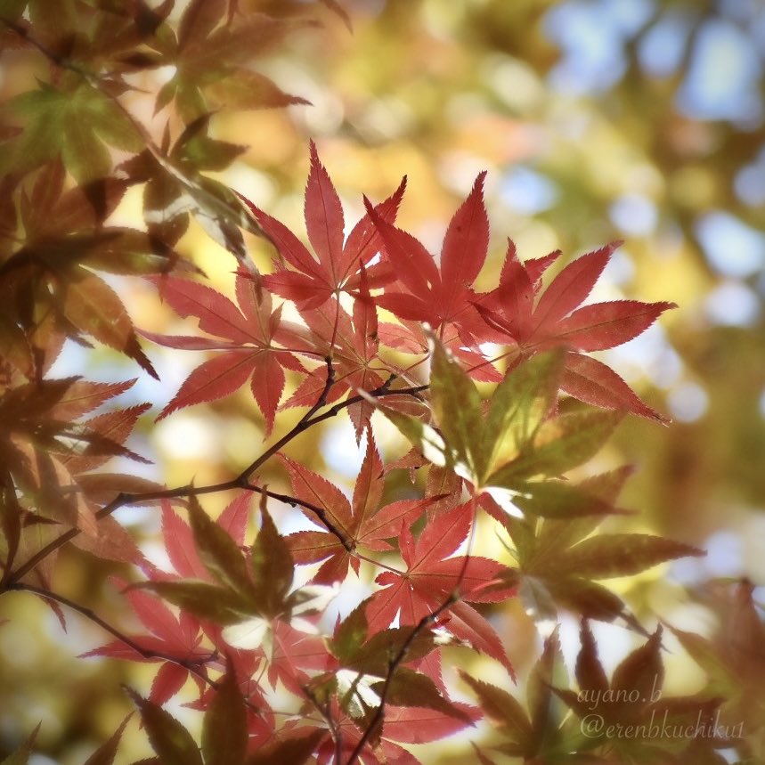 美しい季節が始まる

#紅葉  #七北田公園 #japanesemaple