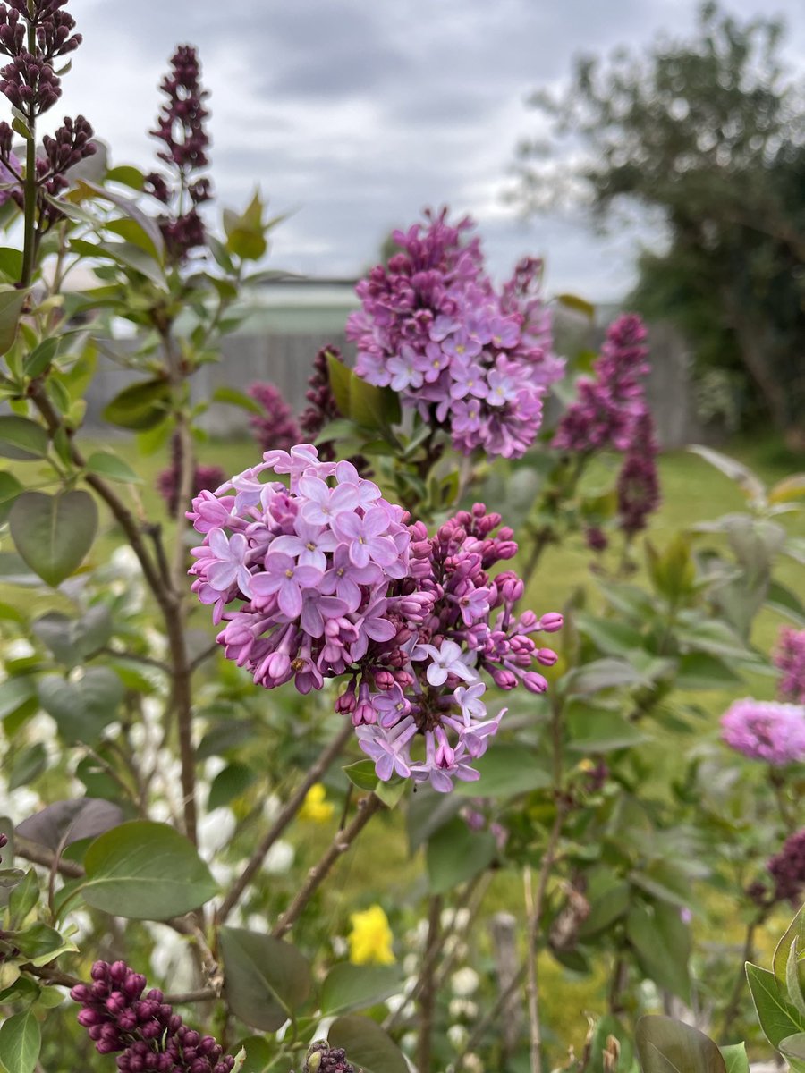 JudithClarke54's tweet photo. Overcast morning but a nice temp so I enjoyed my easy run with some repeats around the streets of Latrobe. Lots of flowers& rabbits about due to the moisture in the grass & plover parents only swooped once getting out of the driveway #win #enjoyrunning #keepsafe #melbmara23 #LRC https://t.co/KROB4M31Ua