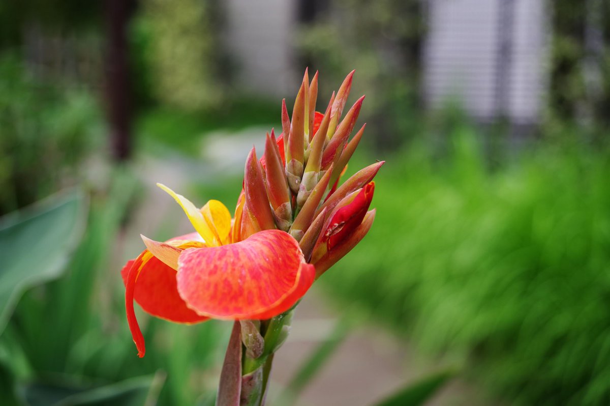 risaairkuro's tweet photo. ペンタックスの色のコントラストが好き
ペンタックスKP &amp;DA20-40limitedにて
#ペンタックスKP #PENTAX #リミテッドレンズ #DA20-40limited #ズームレンズ #木々 #花 #コントラスト https://t.co/tvK5LDI3Hn