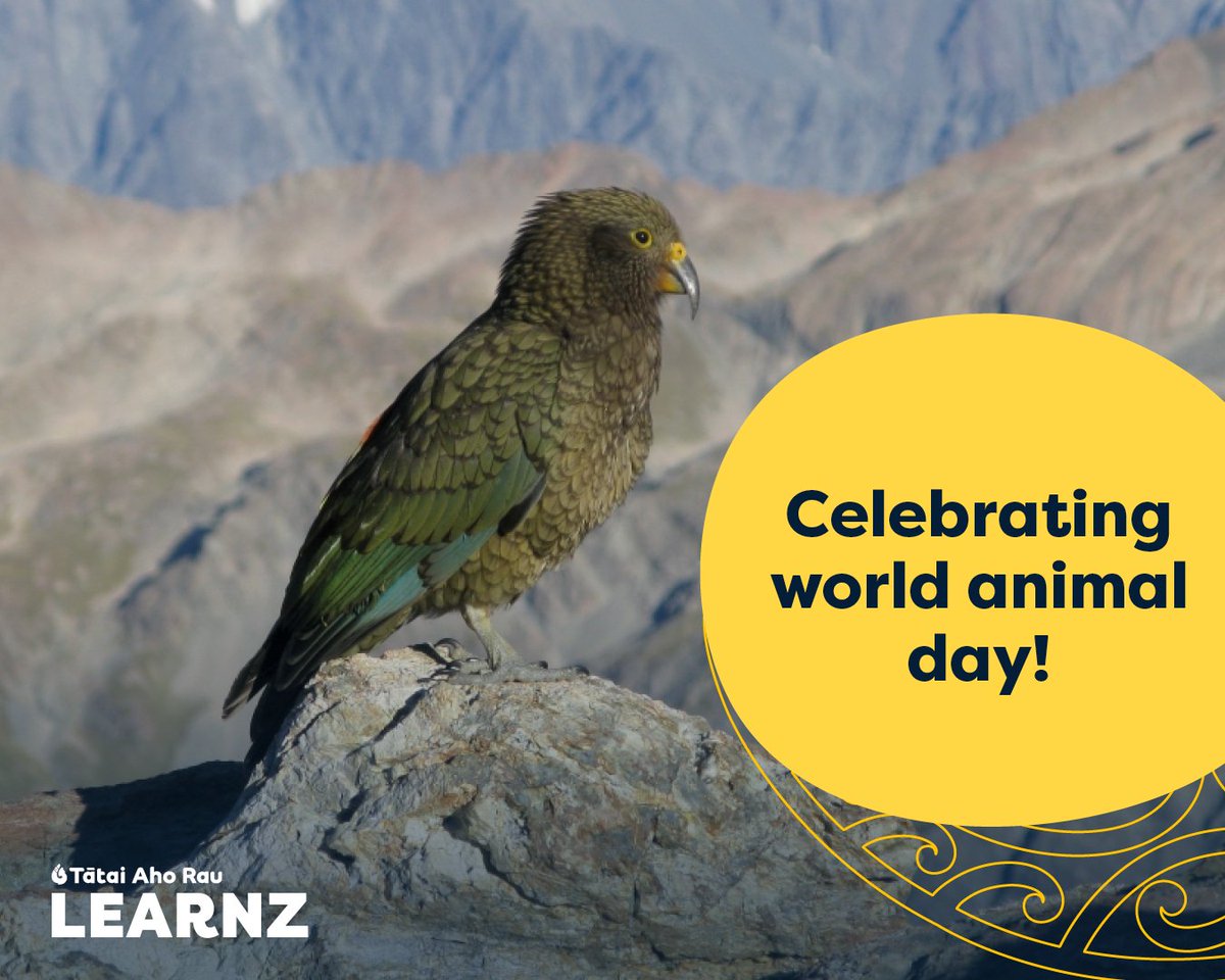 Celebrate World Animal Day with LEARNZ!

Today we celebrate all kinds of animals. One native species that we should celebrate and protect in Aotearoa is the Kea. 

Explore “Kea: Our threatened mountain parrot”: bit.ly/3RKFDbE