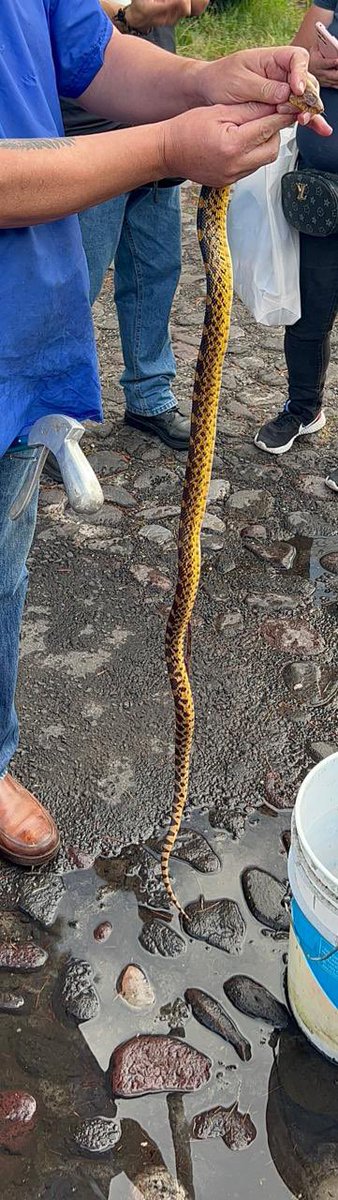 VVII canalizó a los servicios de emergencia por la presencia de una serpiente en Sauce de Agua y Mezquite, <a href="/SSC_CDMX/">SSC CDMX</a> ya espera a la Brigada de Vigilancia Animal, es una especie inofensiva y se encuentra lastimada.