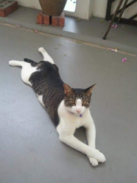 benbenthekitteh's tweet photo. Long long cat (old pic) #benbenthekitteh https://t.co/b3dfO19FFj