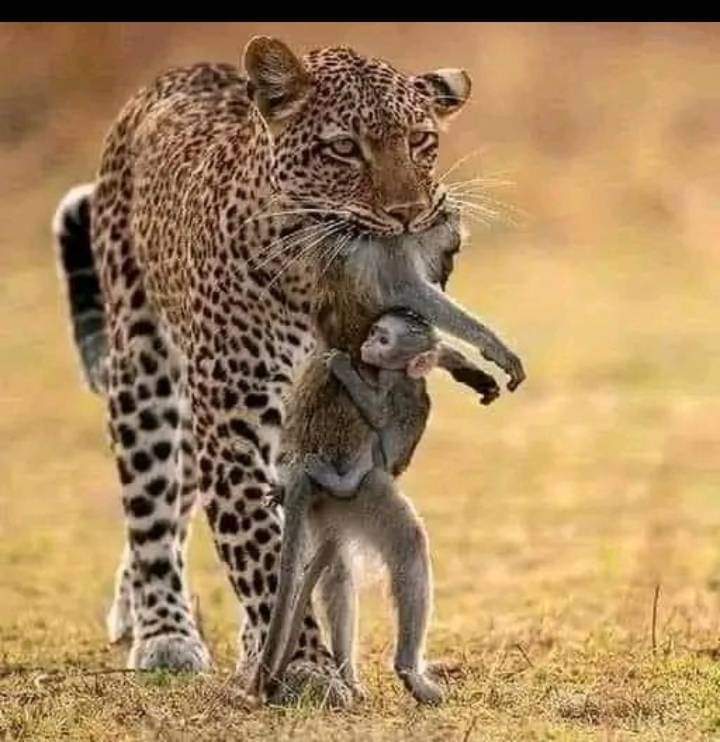 ninonation2's tweet photo. Ths sad pic s a tru reflection of our current Circumstances as ordinary  Zimbabweans. We are being held by the jugular  slowly but surely dying and yet our children are clinging on to us unfortunately to meet the same fate. Nomatter hw hard we try the rewards dnt reflect the work https://t.co/p5EMxj4eeF