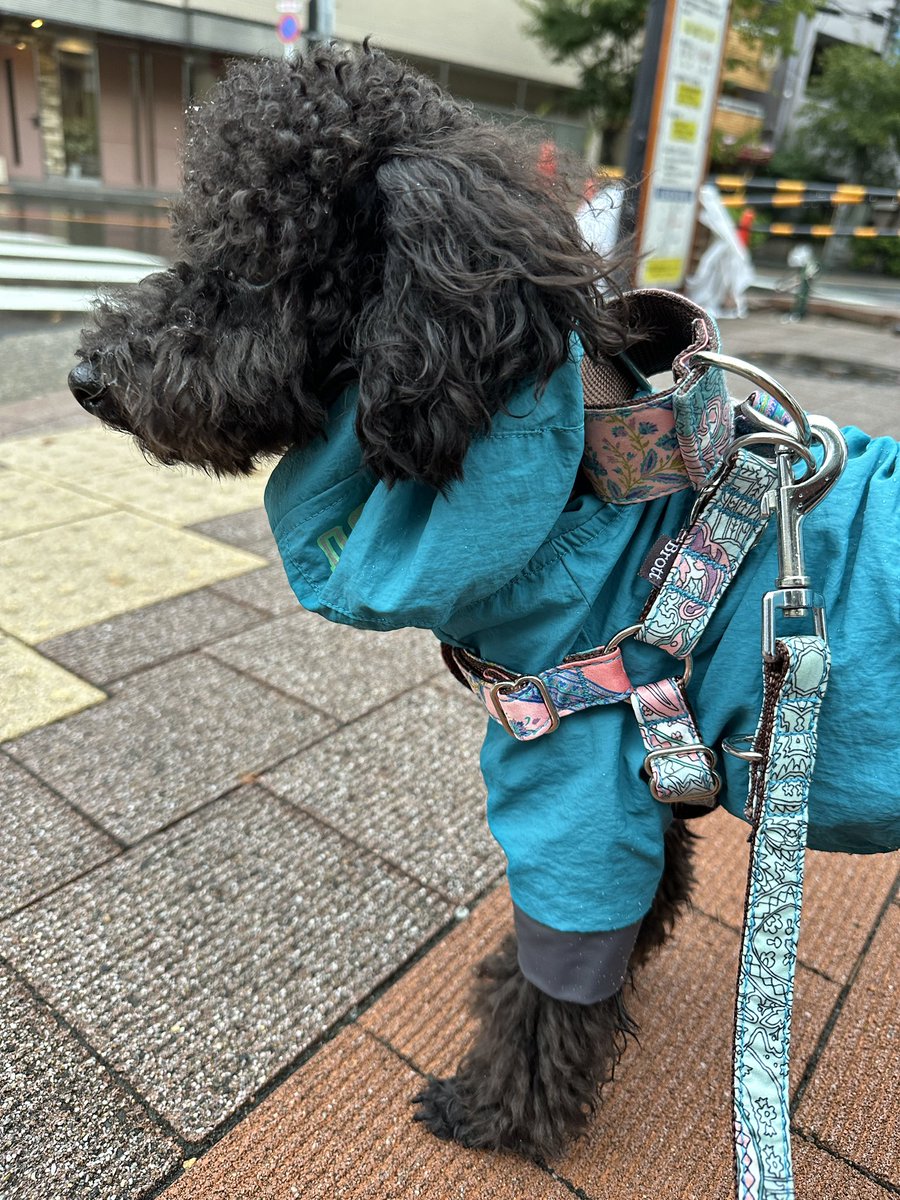 yamami_117's tweet photo. GM

I don't like to wear raining clothes... https://t.co/SGfrygVRGJ