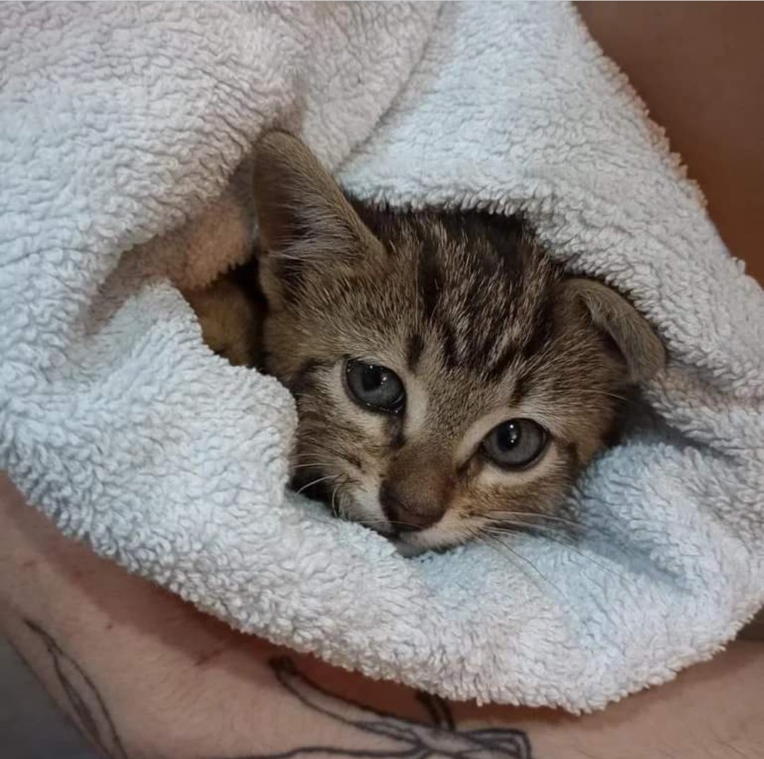 📢📢📢📢📢📢📢📢🙏🙏🙏🙏
CASO EXTERNO. Estos dos bebés de unos 2 meses buscan adopción conjunta. Están en Madrid. Para más información el teléfono de contacto es 687168208.