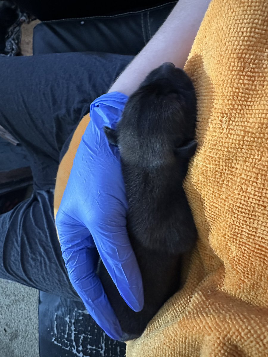 On this week’s episode of Cher’s animal adventures, a stray momma dog had her pups under my house and split. She’s been gone for almost 2 whole days, so here I am bottlefeeding newborn puppies. There are 7 of them.