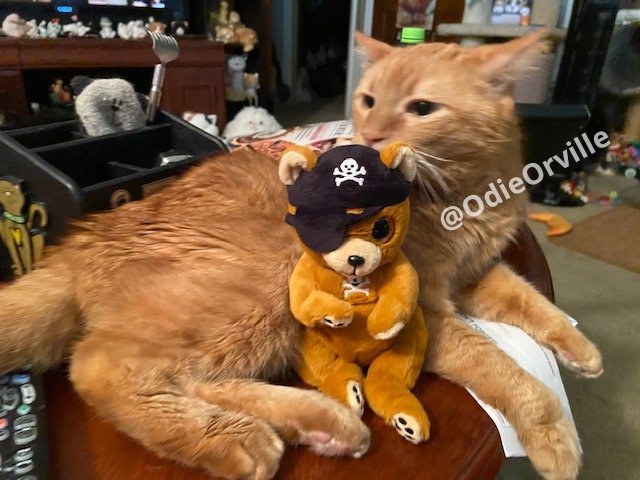 I can't believe I forgot to show y'all my pirate bear! 🙀 I like to take naps with him. Do you have a favorite stuffie you like to sleep with?
