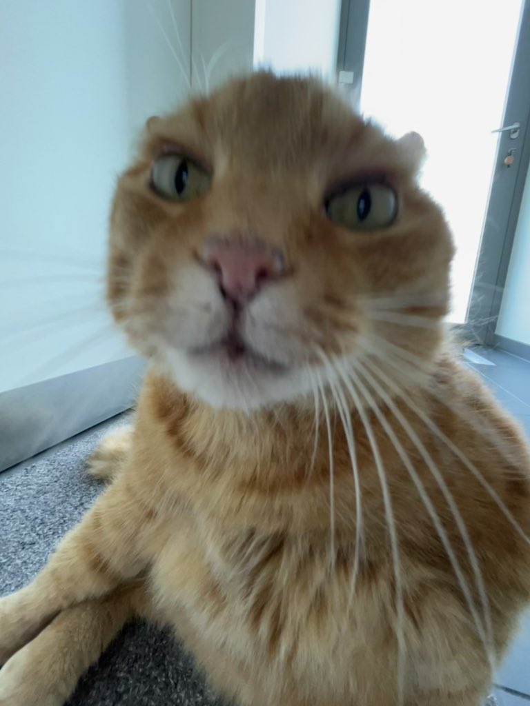 ChonklordF's tweet photo. Ew u stink https://t.co/UE6Ja7uZ25