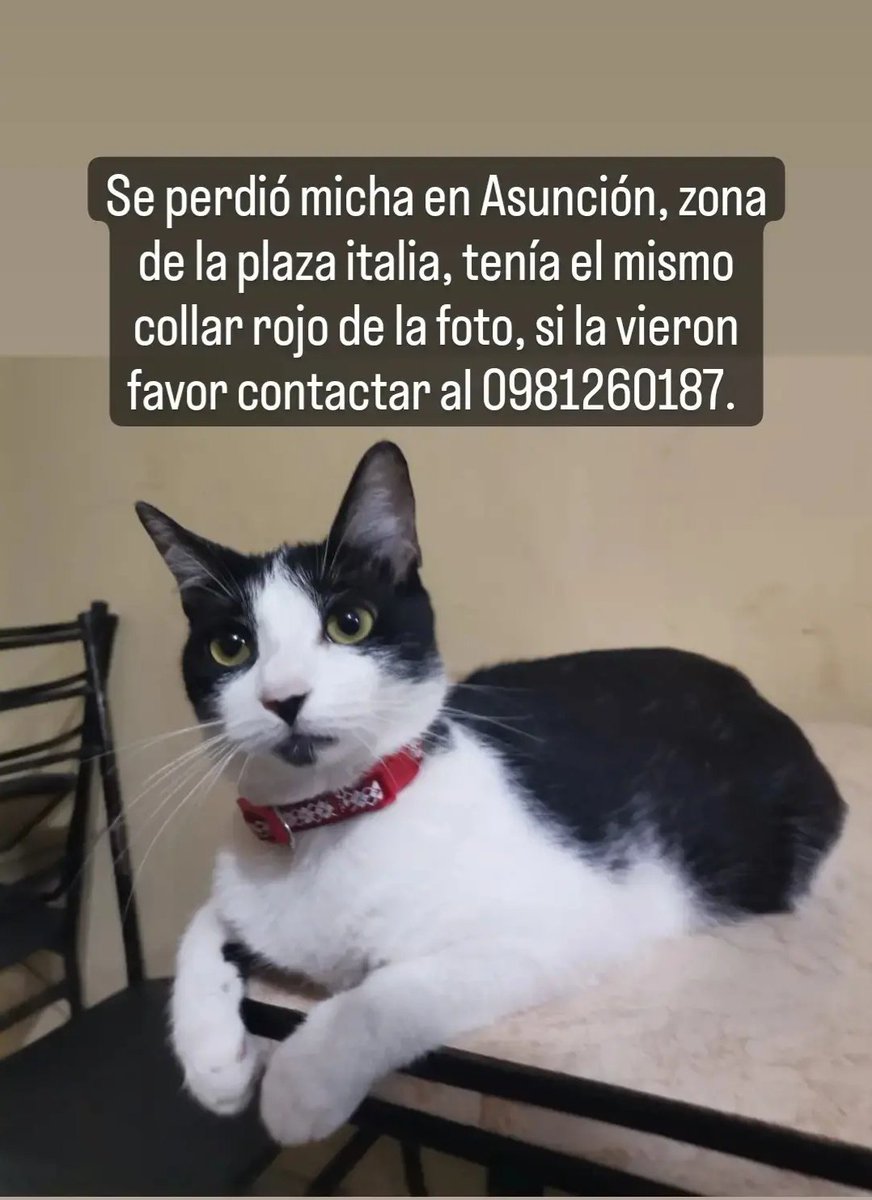 Walter_Filipp95's tweet photo. @NOalMaltratoPy Por favor ayúdenme a encontrar a Micha. https://t.co/SKnCmDqOce