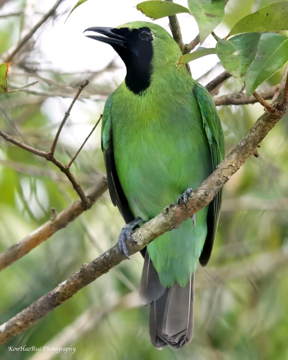 🩶Greater green Leafbird🕊