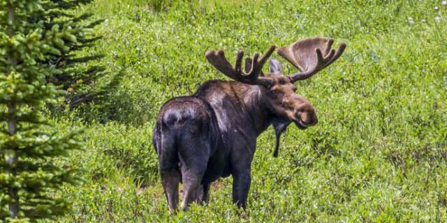 Going4aWalk's tweet photo. What Should You Do If You Meet a Moose While Hiking? https://t.co/bzescHAf5L https://t.co/dgwiNf6BFs