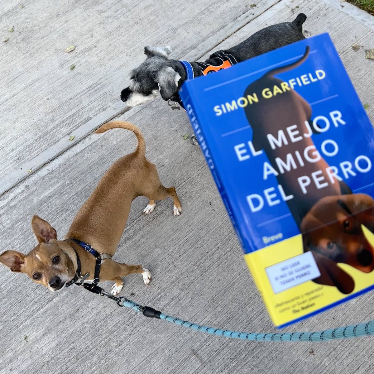 nbrx's tweet photo. La sincronicidad de salir a pasear con mis perros y encontrarme en el buzón esta novedad de #SimonGarfield que nos trae @tauruseditorial que nos comparte @penguinlibrosmx a los lectores de @mexicolector que nos encantan los perros 🐶🐶🐶 https://t.co/LvUsUh3Mi4