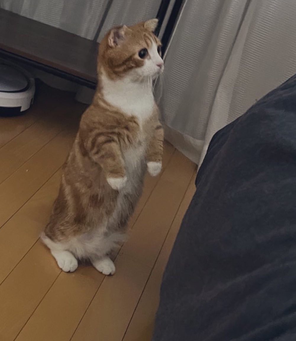 うちのデキる猫は二本足で安定して立てる
 #うちのデキる猫