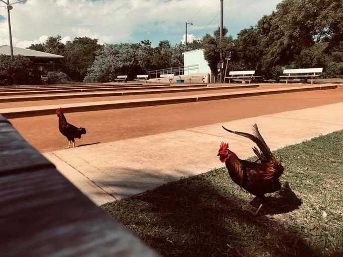 Can you guess which one is named jay-zito &hellip; https://t.co/3jol8m9UDO