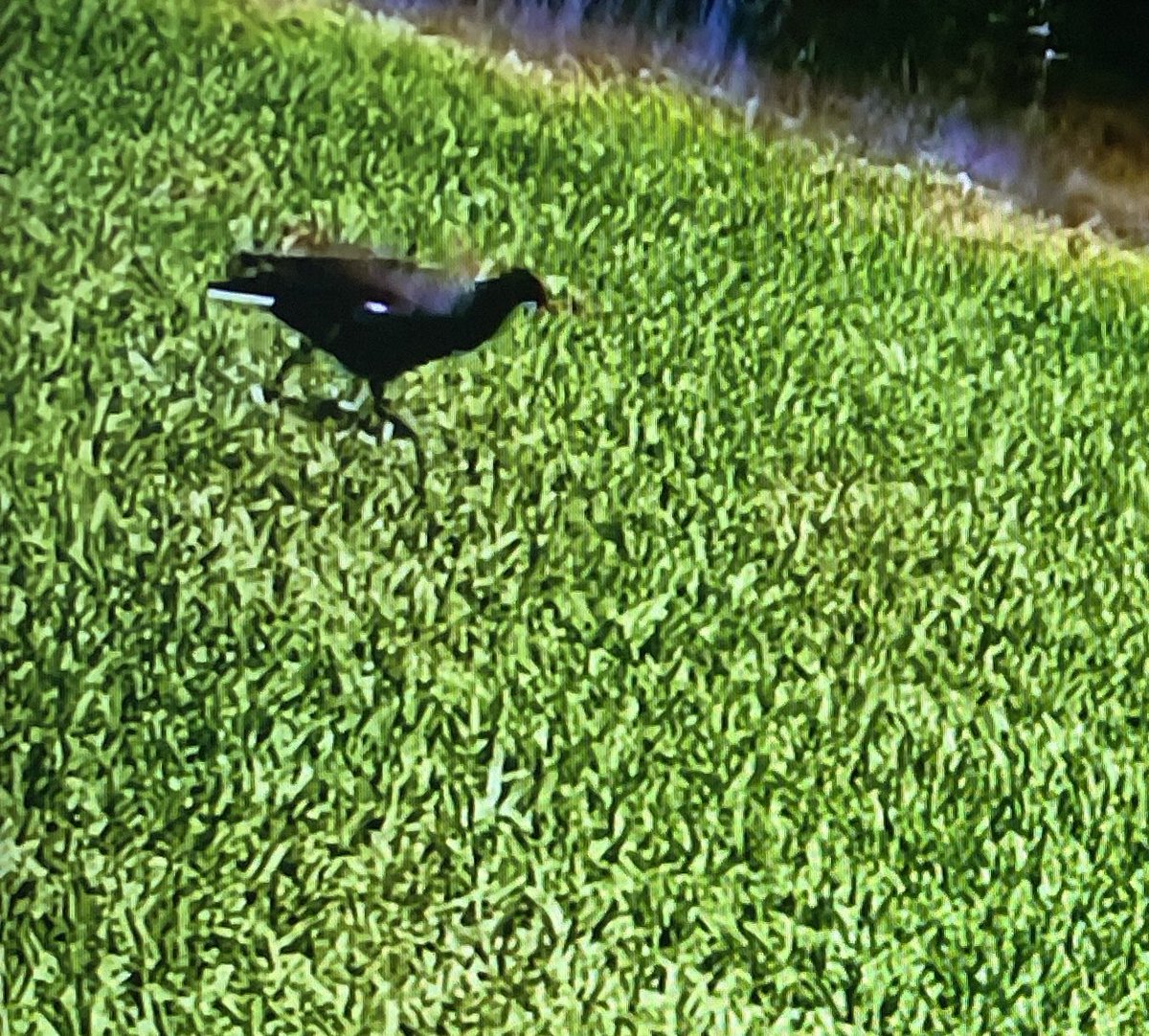 BachelorBirds's tweet photo. Ok, we need more of April on the #GoldenBachelor!!!! Who spotted the Common Gallinule and the Black-bellied Whistling Ducks behind the Sandhill Cranes? 😂 https://t.co/7yFo9YDkHB
