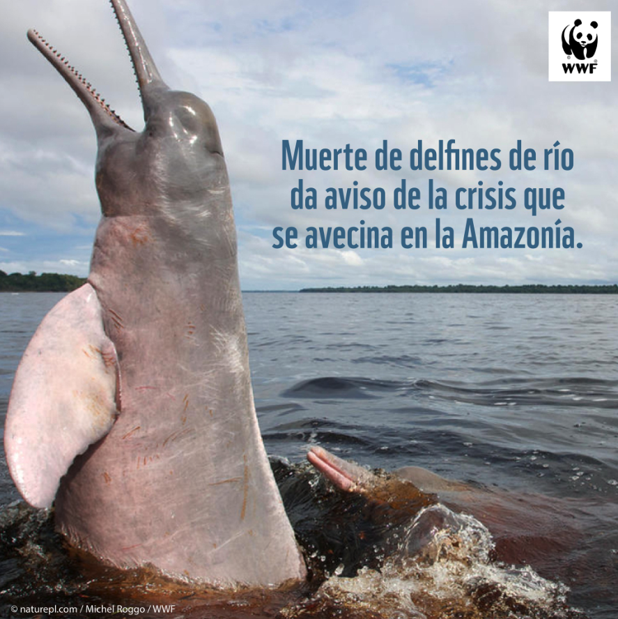 WWF_LAC's tweet photo. La muerte de más de 100 delfines rosados y grises en el lago Tefé en #Brasil, advierte sobre la crisis ambiental que atraviesa la #Amazonía.
Sigue el hilo 🧵👇🏽 https://t.co/OHY9kkyeMp