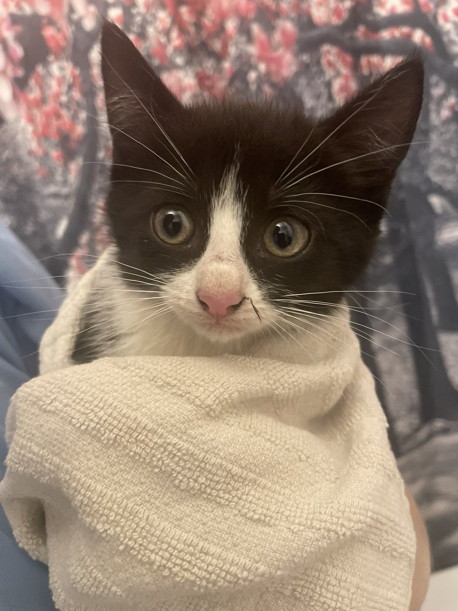 We have a new rescue and he needs a name. What goes with Freddie Mercury (our other kitten)? #kittenname #rescuedkitten #freddiemercury
