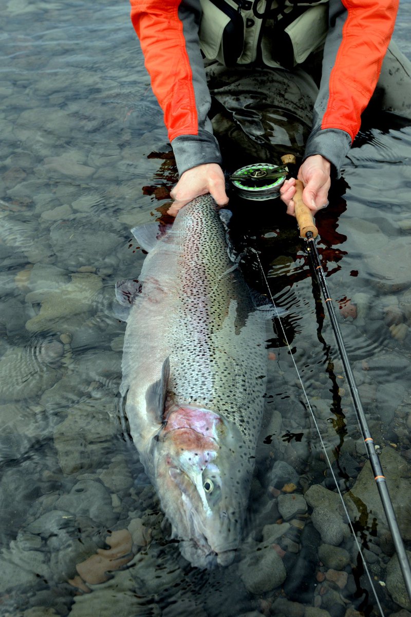 scottflyrod's tweet photo. Massive.

Ph: Rasmus Ovesen 
#flyfishing #flyfish #scottflyrods https://t.co/hBI5yX3pnM