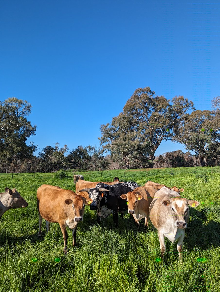 Jacob Wolki tweet media