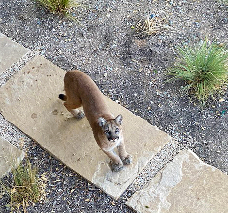 Santa Lucia Conservancy tweet media