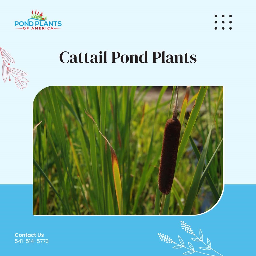 Pond Plants of America (@PondPlantsAmrca) / Posts / X