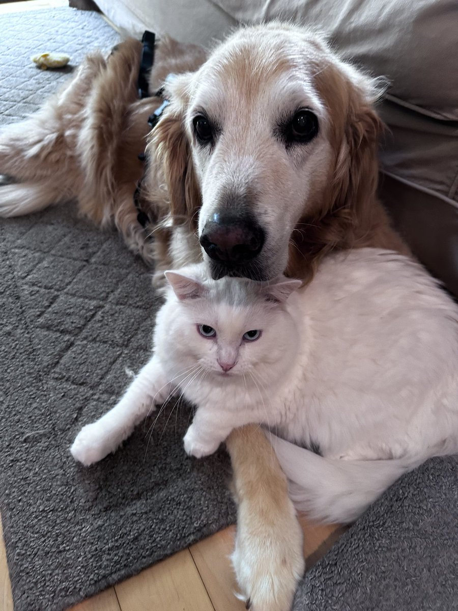 muttvet1's tweet photo. @Wolfiesmom My old lady puppy and silly young kitty adore you…I’m sorry you have to suffer these fools!! https://t.co/ABcsf7wZJ6