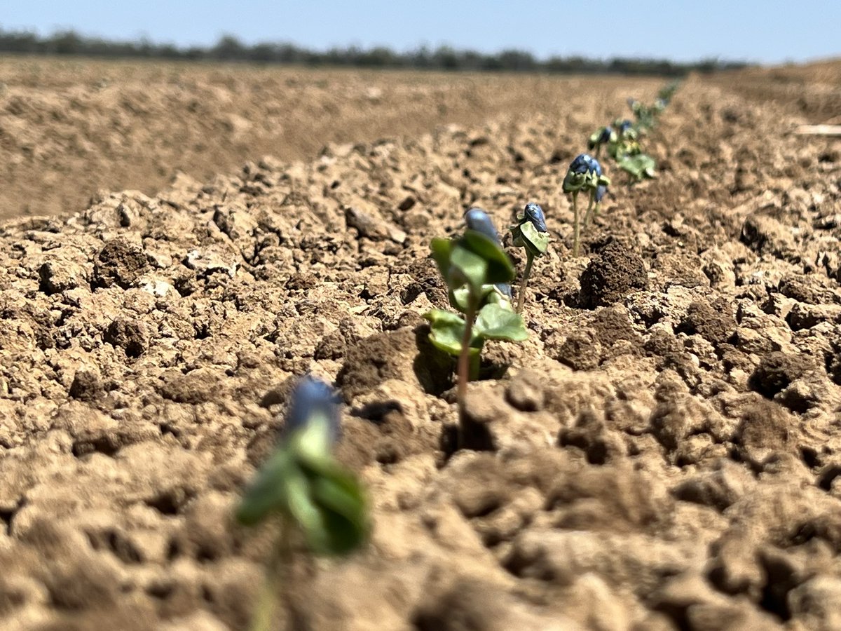 Cotton coming up on our property. 
#auscotton #cotton
