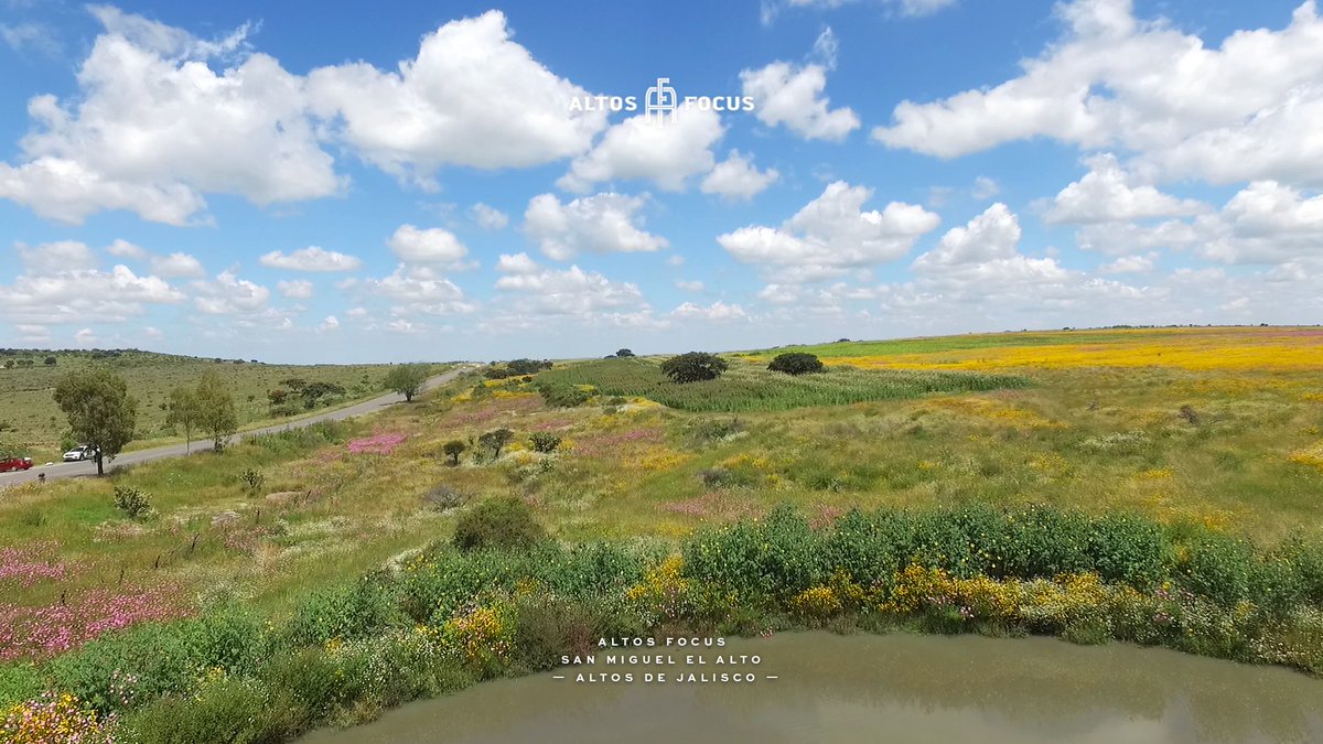 altosfocus tweet picture