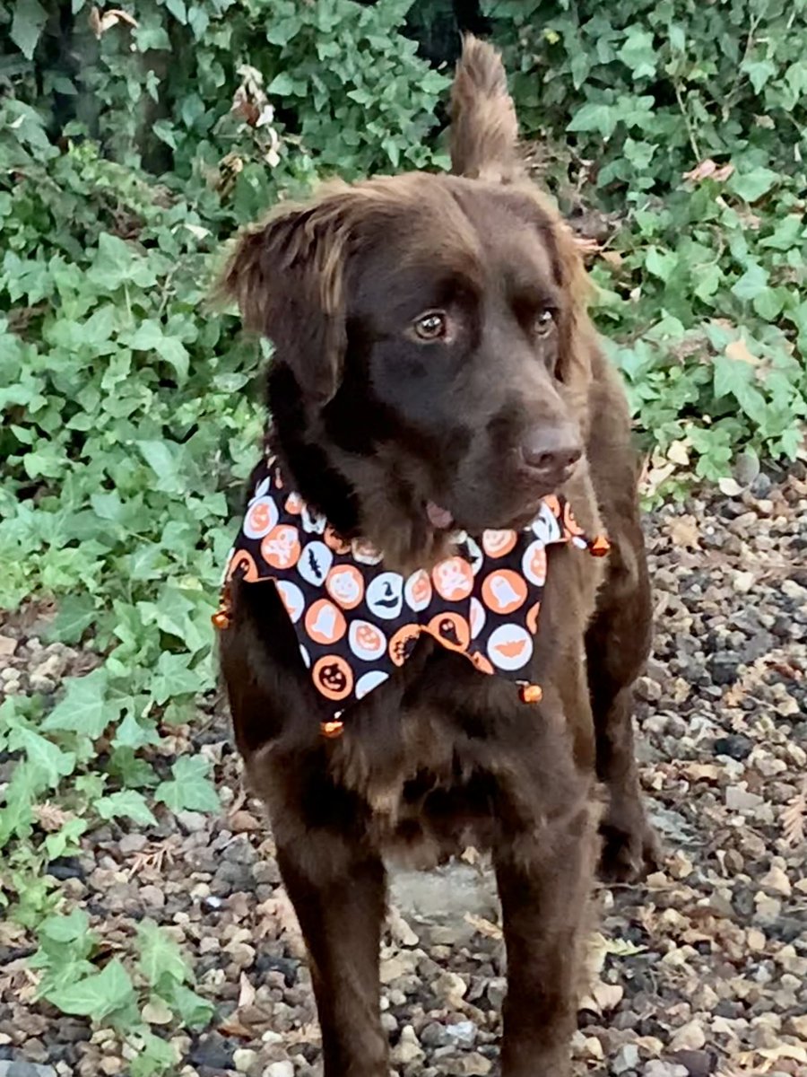 NorCalMktgGal's tweet photo. Our sweet and goofy rescue pup has been a great addition and his fur has really come back in beautifully! He is so handsome I had to share! #RescueDog #AdoptDontShop #DogsOfTwitter #NoPoliticsHere! https://t.co/pP80bOxyrQ