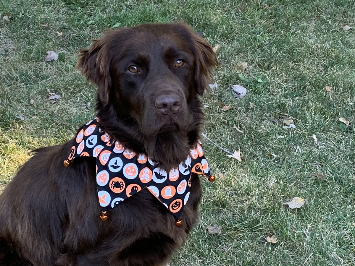 NorCalMktgGal's tweet photo. Our sweet and goofy rescue pup has been a great addition and his fur has really come back in beautifully! He is so handsome I had to share! #RescueDog #AdoptDontShop #DogsOfTwitter #NoPoliticsHere! https://t.co/pP80bOxyrQ