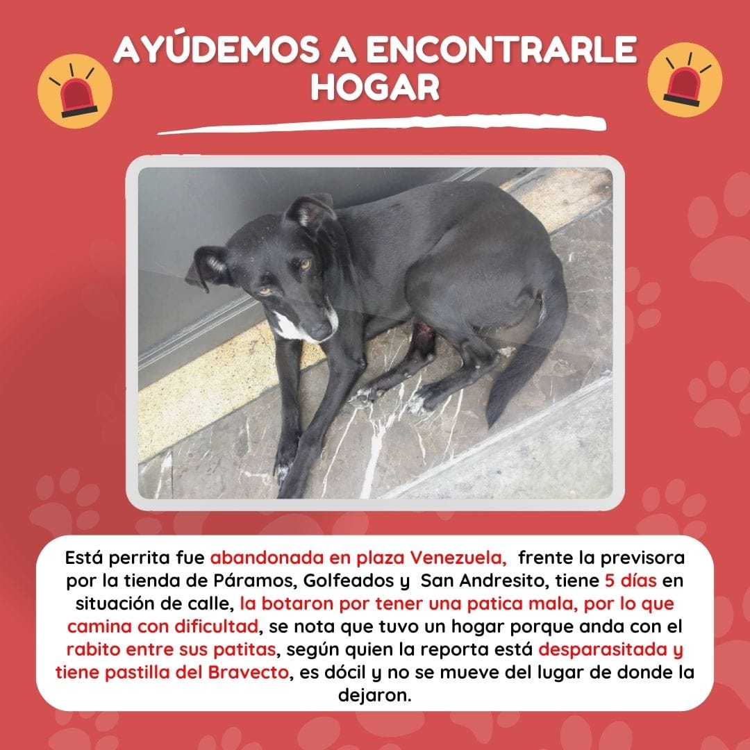 PerroUsuario's tweet photo. *AYUDA* Perrita abandonada por la estación *Plaza Venezuela*, Caracas; no puede caminar casi porque tiene mal su patita y anda asustada. Se ve que tuvo una familia y dónde se encuentra corre gran riesgo. 
Es un ángel que no tiene la culpa de lo que le ha pasado. https://t.co/brcXKetA1L