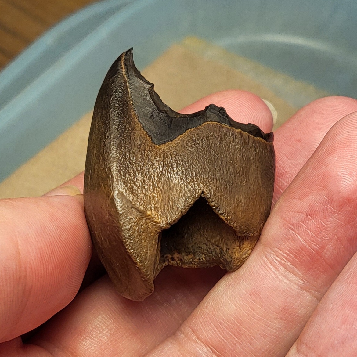 A lovely rhino tooth for #FossilFriday!

This is a tooth from our young rhino, Puddin', who is currently being excavated! The cusps on this tooth show basically no wear - this little rhino had not done very much chewing yet!