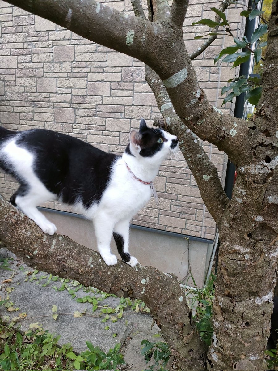 毎朝必ず、得意げに木登り見せてくれるモグサ君💚可愛すぎです😍