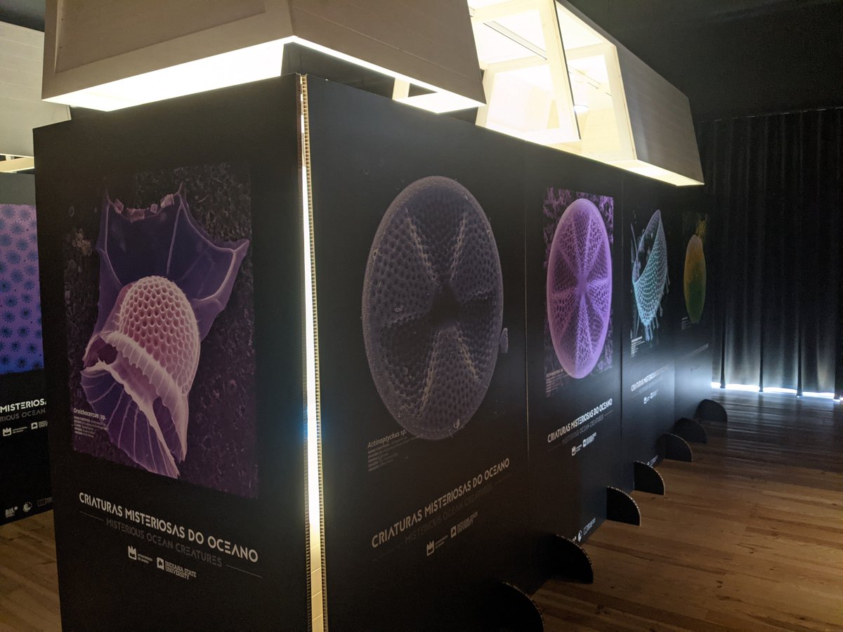 BlueTorreira's tweet photo. At the Museum, the exhibition "Mysterious Creatures from the Ocean" could be admired by visitors, with the amazing images from Jeffery Stone &amp; Alexander Semenov! #EuropeanResearchersNight #bluenightstorreira #OceanDecade @UnivAveiro 
@DiatomsATTACK
@Alex_Aquatilis https://t.co/QU4GJIol6W