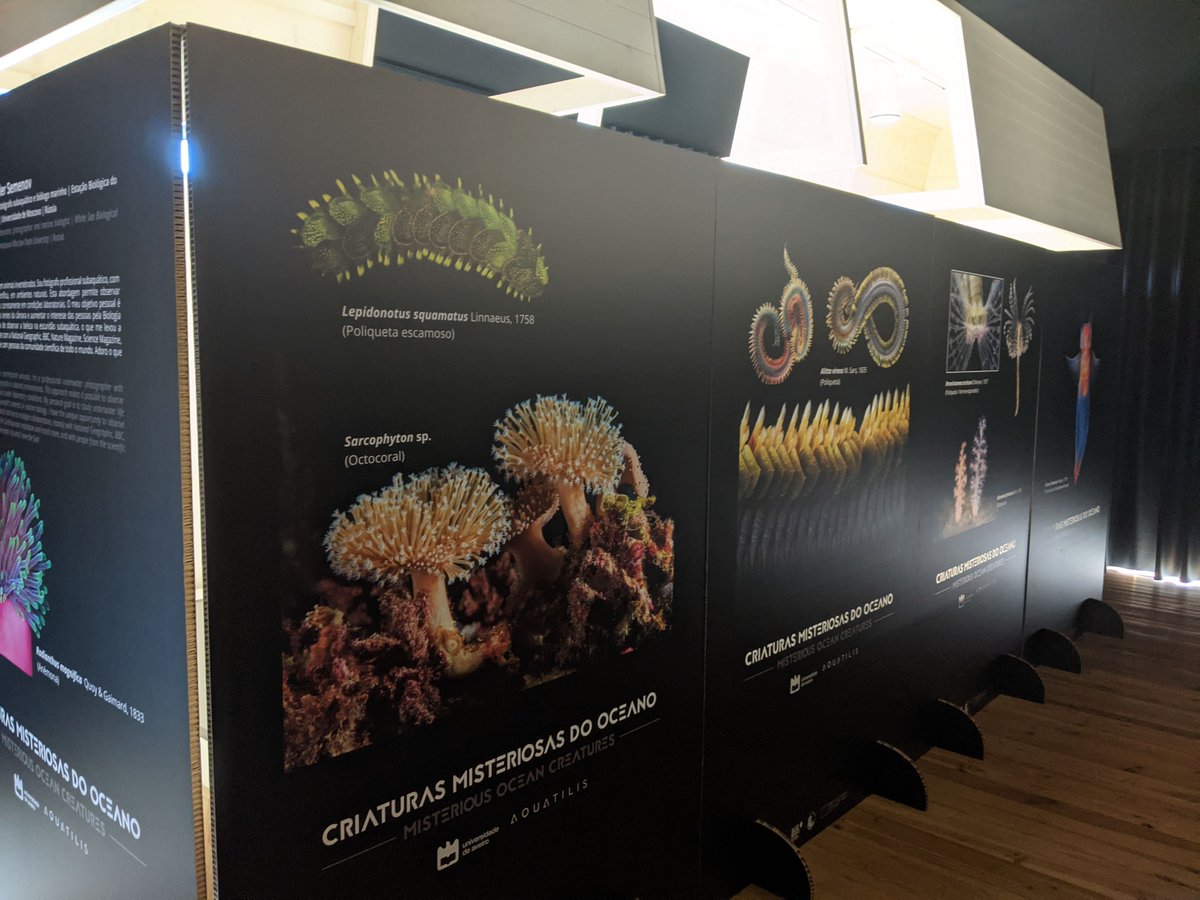 BlueTorreira's tweet photo. At the Museum, the exhibition "Mysterious Creatures from the Ocean" could be admired by visitors, with the amazing images from Jeffery Stone &amp; Alexander Semenov! #EuropeanResearchersNight #bluenightstorreira #OceanDecade @UnivAveiro 
@DiatomsATTACK
@Alex_Aquatilis https://t.co/QU4GJIol6W