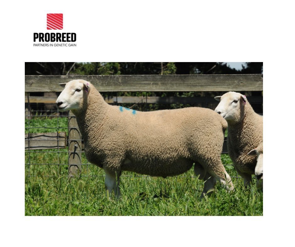 ProBreed's tweet photo. Maternal efficiency drives lower production cost 💲 and profit! If you want to chat how ProBreed can help improve your bottom line call Jamie 0417511223 #maternalefficiency #probreed #probreedmaternal #probreedplus #asbvs #probreedterminal https://t.co/1WgZAQrsVn https://t.co/mxwEUqwiaz