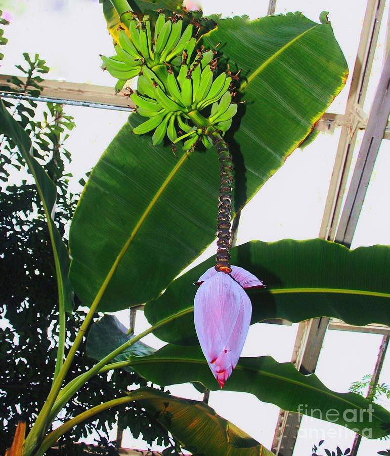 buff.ly/3EYKgY9 I #love #walking around our #local #arboretum The #plants they have are #interesting and #unique This #banana plant had a #bunch on it. The plant also has a #bananablossom #AYearforart #BuyIntoArt