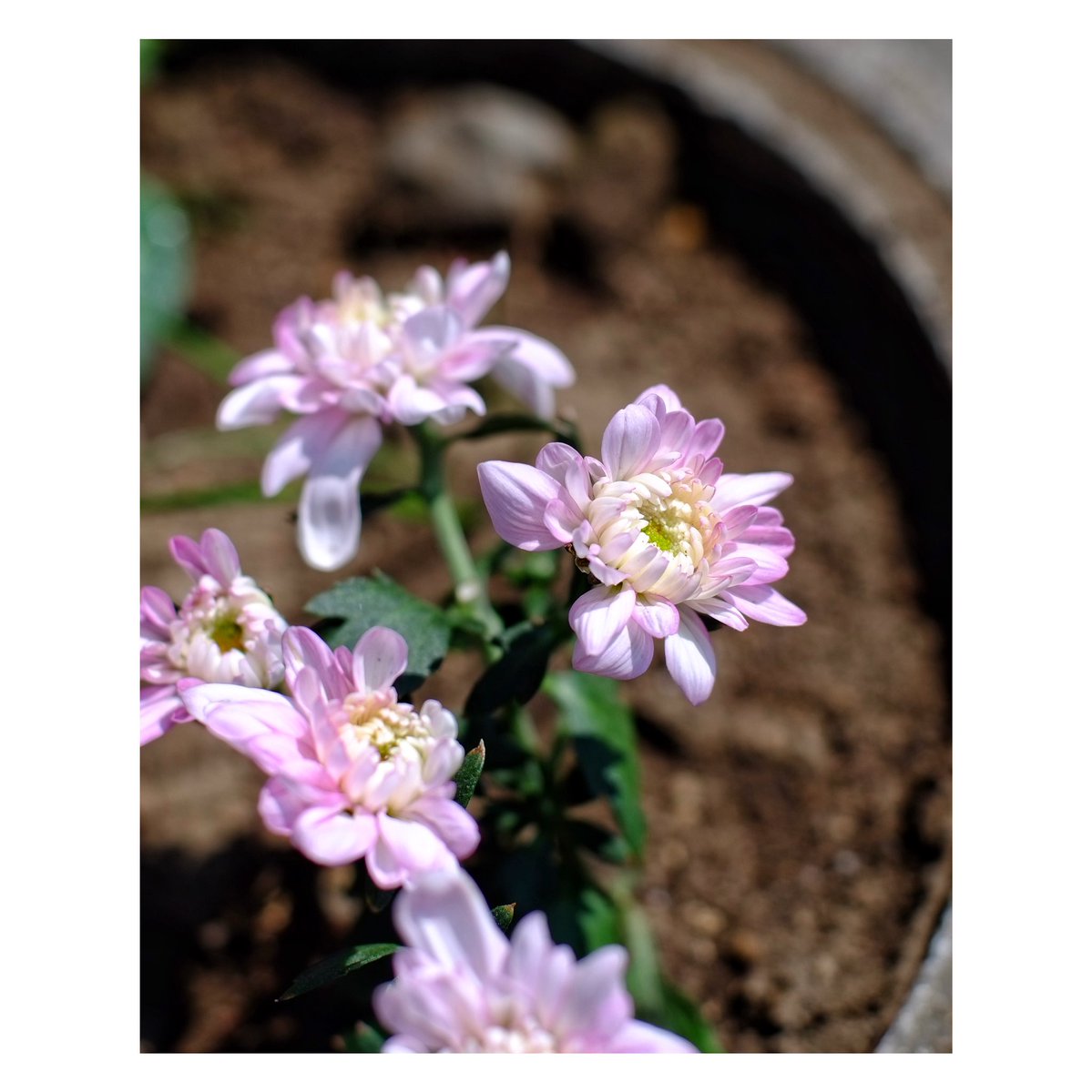 kikutaroid's tweet photo. 記録
#街歩き
#scene
#花 #flower
#植物 #plants
#路傍 #roadside
#fujifilm #fujifilmxpro1 #xpro1 #x_mount
#carlzeiss #contax #yashica #rts #cymount
#planar #planar5014 #aej #t_star #restored #coatingdamage
#oldlens #singlefocuslens #mflens
#trimmed #unsharpmasking
#snapseedapp https://t.co/LqFbPFsnGK