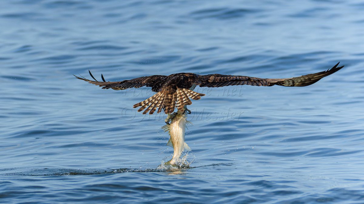 PixelNaturenet's tweet photo. #OrnithoQc #OrnithoGaspesie  Le Balbuzard pêcheur capturant un Bar rayé (Osprey catching Striped Bass) #Bird #Birds #Birding #Birdwatching #Ornithology #NaturePhotography #BirdPhotography #Oiseau #Ornithologie #Raptor https://t.co/9yAHUEwAVr