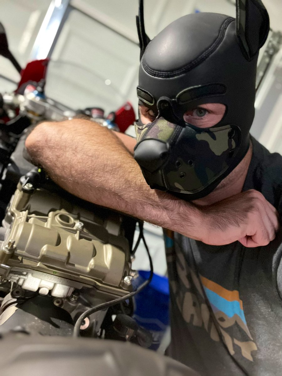 Pup Loki tweet media