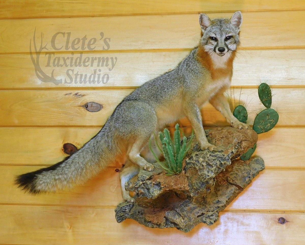 Texas gray fox