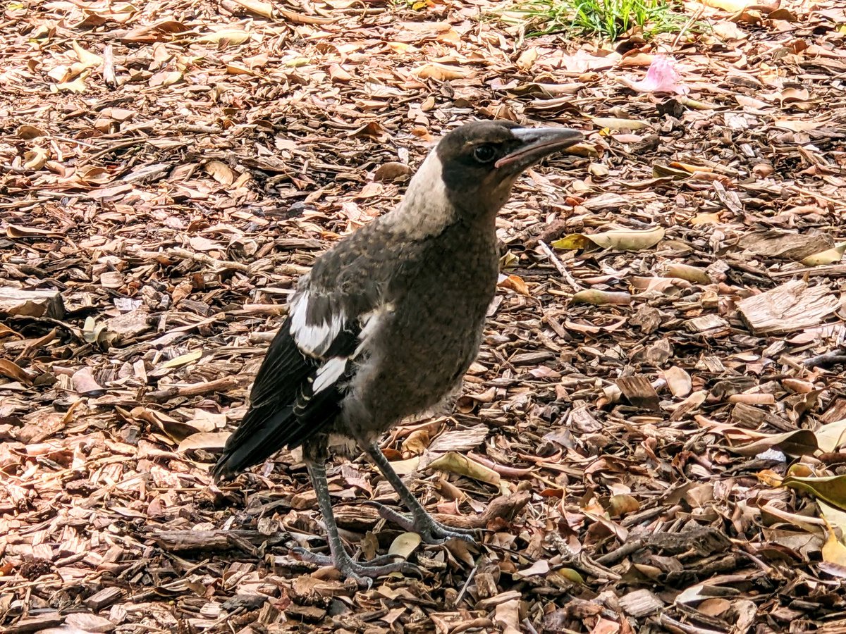 Magpie fledgling, first time spotted out of the nest.

#birdphotography #BirdsOfTwitter #bird #TwitterNatureCommunity #birdwatching #birding #brisbane #birds #wildlifephotography #Australia