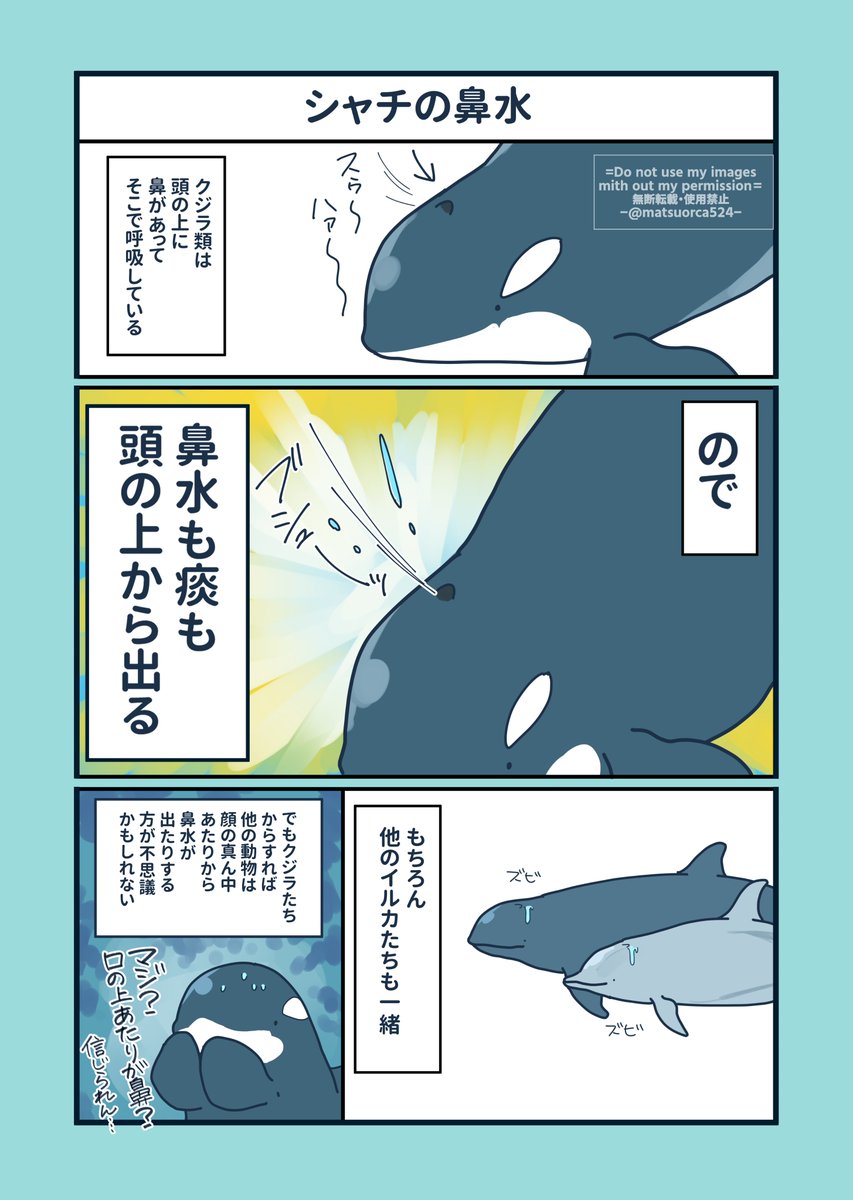 シャチも鼻水出すよ、頭の上から。 