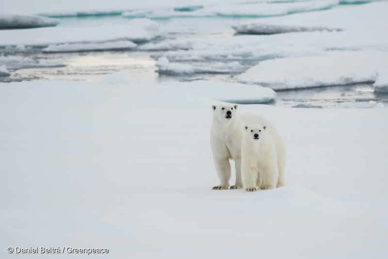 Greenpeace's tweet photo. 🚨 Cute photos alert 🐻‍❄️🐧🦧🦉

In some parts of our planet, it's already October 4th, so that means #WorldAnimalDay!

The impacts of the climate crisis are putting animals around the world at risk. We need all hands on deck to protect them. #ActOnClimate NOW. 💚 https://t.co/Dwhn1hiOc6
