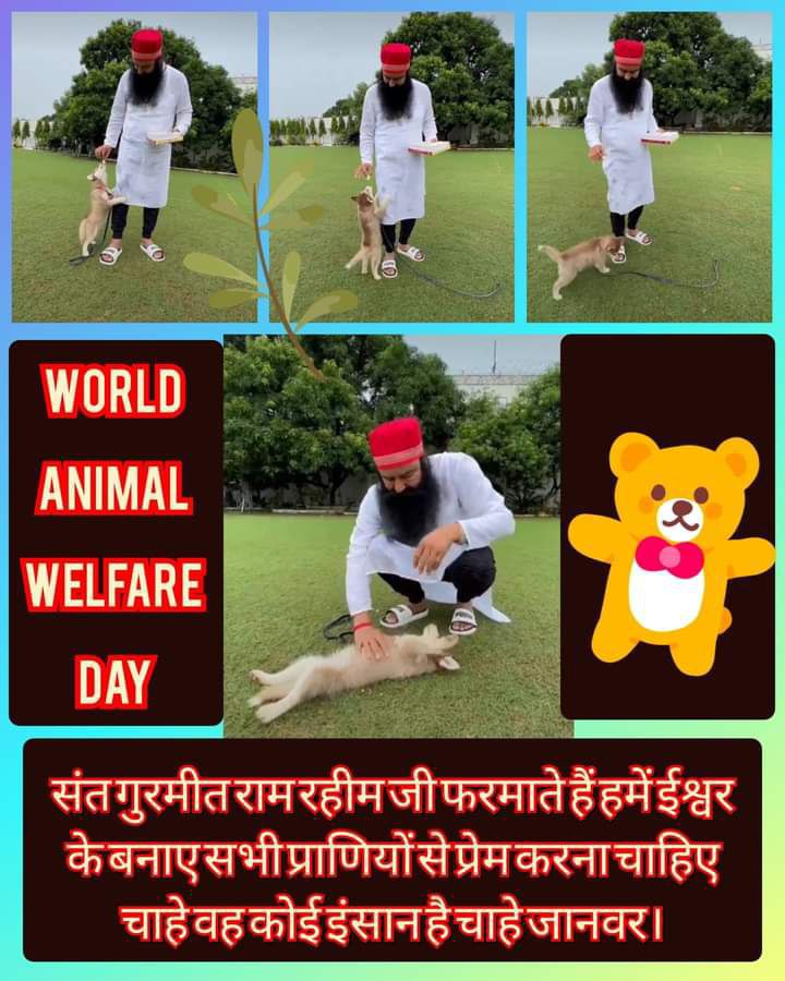 MrSanjeev1432's tweet photo. It is also our responsibility to protect and take care of animals. Lakhs of followers of @DSSNewsUpdates , Saint @Gurmeetramrahim ji also provide shelter,food and medical care to animals as per need.
#AnimalsWelfare
#WednesdayMotivation https://t.co/gY9VY6enNJ