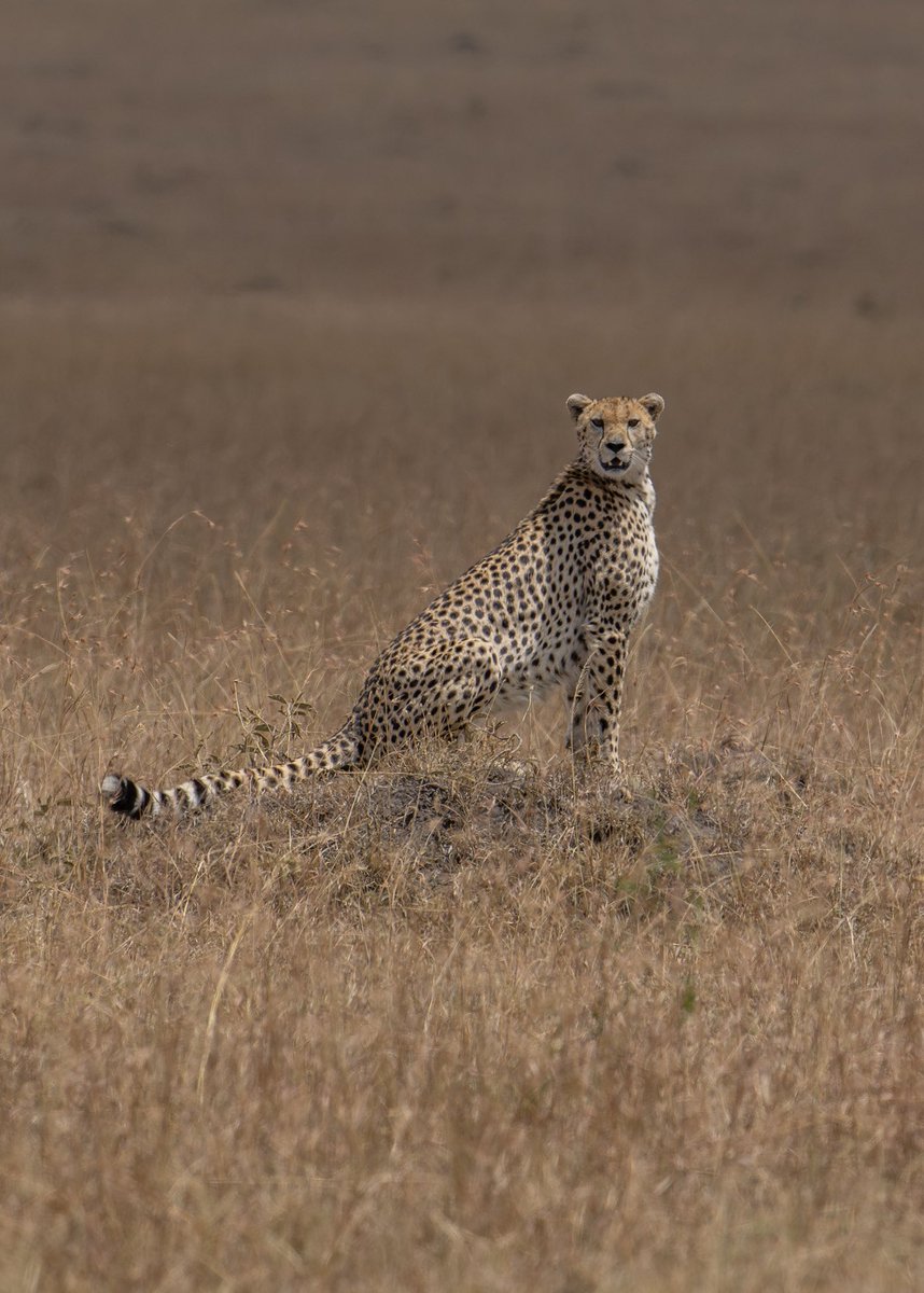 Hashtag cheetah #africa #masaimaranationalpark #nature #safari #suman_sahaphotography #nikonindiaofficial 
#myshot 
#earth 
#wildlifephotography 
#wild 
#wildlife 
#wordnature 
#pictureperfect 
#wildlifephotography #animais