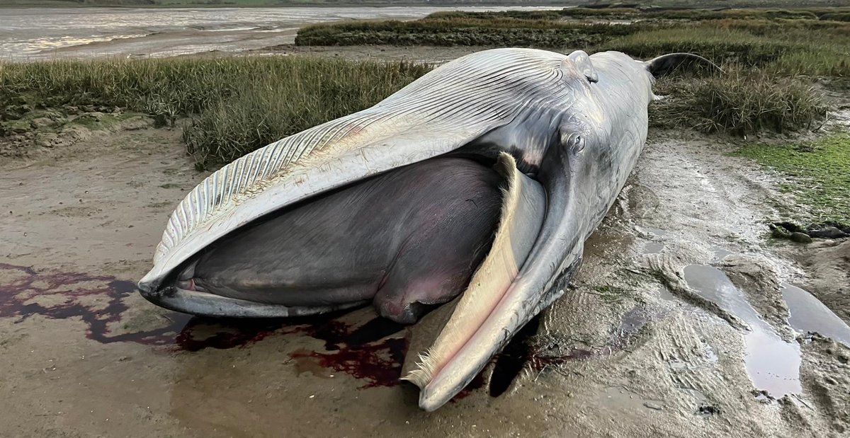 Rob Deaville (@strandings_man) on Twitter photo In Cornwall today- delivered a batch of digestive tracts to our good friends at @ExeterMarine yesterday to help support ongoing research by @SarahENelms and her <a href="/GW4plusDTP/">NERC GW4+ Doctoral Training Partnership</a> student on the potential extent and impacts of plastic ingestion in marine megafauna. Good luck all! In Cornwall today- delivered a batch of digestive tracts to our good friends at @ExeterMarine yesterday to help support ongoing research by @SarahENelms and her <a href="/GW4plusDTP/">NERC GW4+ Doctoral Training Partnership</a> student on the potential extent and impacts of plastic ingestion in marine megafauna. Good luck all!