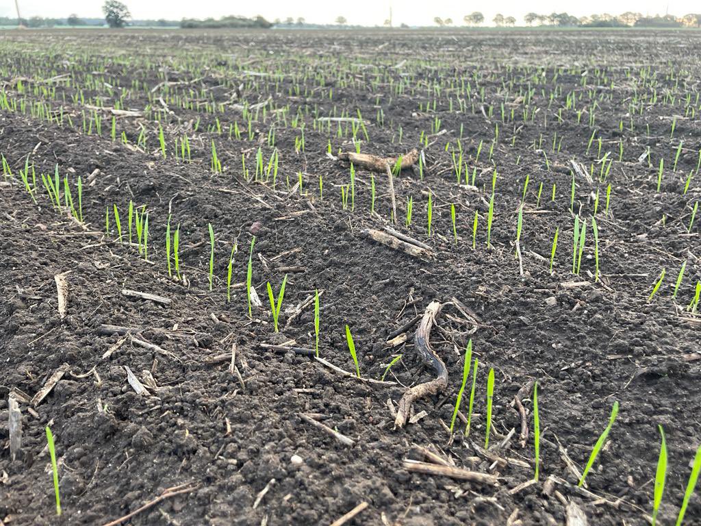 Wheat planted with the new Solus last week at 225 mm spacing and 150 seeds/sqm.
Singulation quality is very good. Is this one possible future of planting sereals?