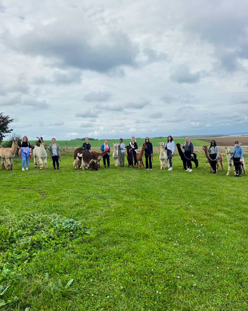 West Wight Alpacas tweet media