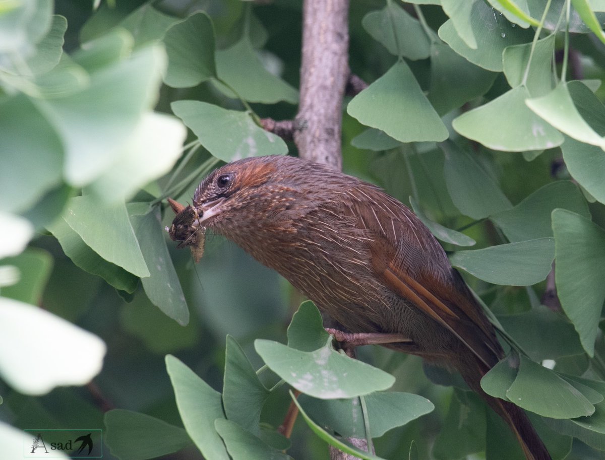 Streaked laughingthrush with a catch for the theme #IndiWild by #IndiAves to celebrate #WildlifeWeek2023 #birdphotography #BirdsOfTwitter